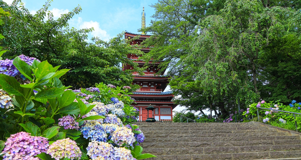 あじさいと紅葉が彩る本土寺。